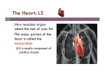 L5 Heart anatomy