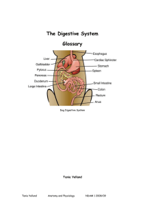 The Digestive System Glossary