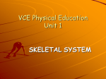 skeletal system