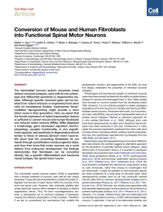 Conversion of Mouse and Human Fibroblasts into Functional Spinal