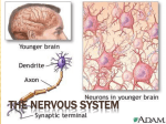 the nervous system - Miss Gleason`s Science