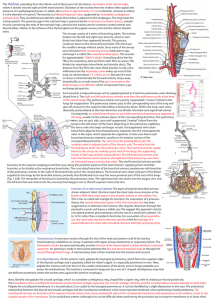 Anatomy of the Respiratory System 2