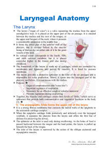 Laryngeal Anatomy - Dr.Hani Shaker`s Website