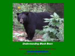 Understanding Black Bears - Adirondack Wildlife Refuge