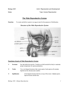 The Male Reproductive System