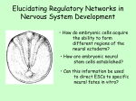 Elucidating Regulatory Networks in Nervous System Developmen