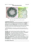 BIOL 221 – Concepts of Botany Spring 2008 Topic 01: Plant Cells