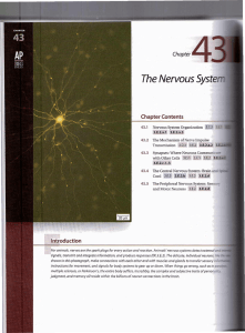 chapter 43 The Nervous System