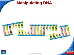 13-2 Manipulating DNA
