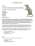 Virtual Rat Dissection Guide