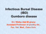 Infectious Bursal Disease (IBD) Gumboro disease