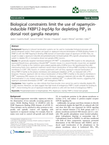 Biological constraints limit the use of rapamycin