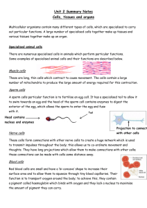 Unit 2 Summary Notes Cells, tissues and organs