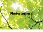 Photosynthesis File
