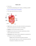 Digestive system - Wines Science Jeopardy 2013