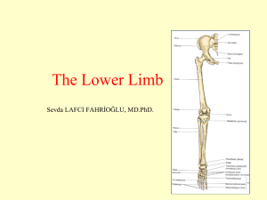 Bones of lower limb_2015_3