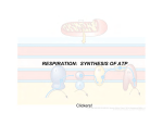 RESPIRATION: SYNTHESIS OF ATP