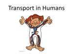 Transport in Humans