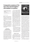 Comparative anatomy of the eye in the animal kingdom— with