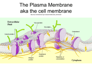 The Plasma Membrane aka the cell membrane http://sun