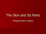 The Skin and Its Parts
