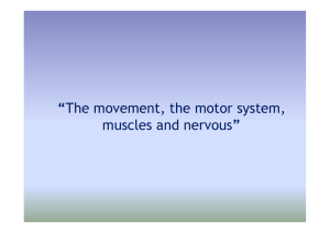The movement, the motor system, muscles and nervous – part 2