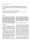 Ectopic expression of either the Drosophila