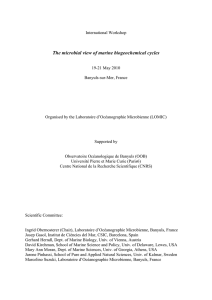 The microbial view of marine biogeochemical cycles