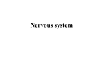 Nervous system Nervous system