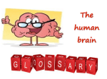 The human brain - "G. Galilei" – Pescara
