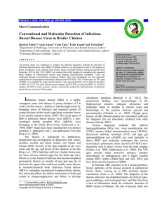 Conventional and Molecular Detection of Infectious Bursal Disease