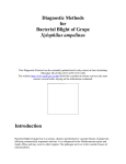 Diagnostic Methods for Bacterial Blight of Grape Xylophilus