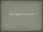 The Digestive System