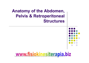 Anatomy of the Abdomen, Pelvis