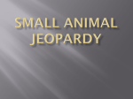Small Animal Jeopardy