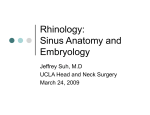 Rhinology: Sinus Anatomy and Embryology