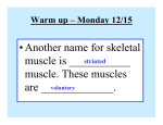 Another name for skeletal muscle is