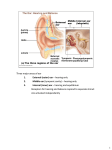 Three major areas of ear 1. External (outer) ear – hearing only 2