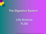 L7 - Digestive System - Moodle