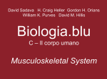 Musculoskeletal System - Zanichelli online per la scuola