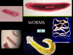 4- Worms_AP Bio