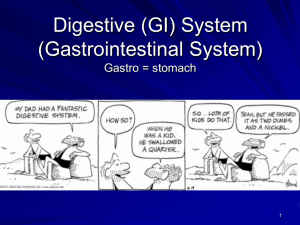 19 Digestive System MtSAC