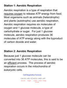 part_4_cellular_respiration_stations