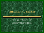 the special senses - Fullfrontalanatomy.com