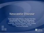 Newcastle Disease