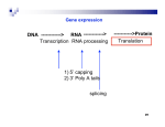 DNA ------------> RNA Transcription RNA processing