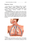 Respiratory System iratory System
