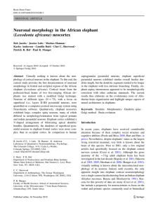 Neuronal morphology in the African elephant (Loxodonta africana