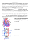 Cardiovascular System The heart is a two sided pump. The right