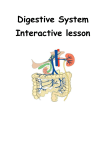 Student Interactive Digestion Lesson